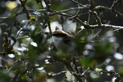 Aphrastura spinicauda