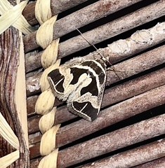 Parafodina inscripta