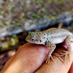Sceloporus nelsoni