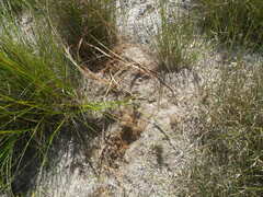 Tritoniopsis antholyza