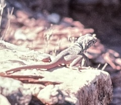 Crotaphytus bicinctores