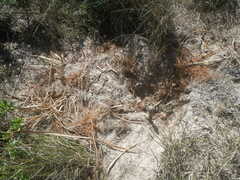 Tritoniopsis antholyza