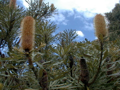 Banksia attenuata