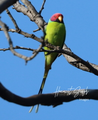 Psittacula cyanocephala
