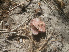 Tritoniopsis antholyza