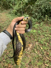 Spilotes pullatus
