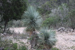 Yucca rostrata