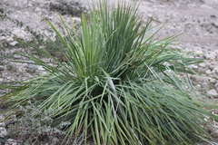 Dasylirion acrotrichum