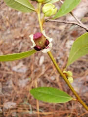Asimina pygmea