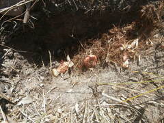 Tritoniopsis antholyza