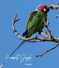 Psittacula cyanocephala