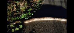 Python bivittatus