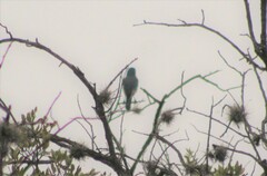 Aphelocoma wollweberi