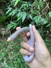 Leposternon microcephalum