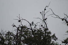 Aphelocoma wollweberi