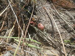 Tritoniopsis antholyza