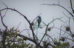 Aphelocoma wollweberi