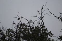 Aphelocoma wollweberi