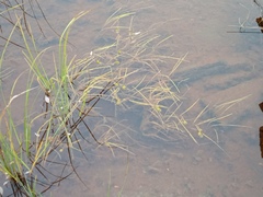 Sparganium hyperboreum