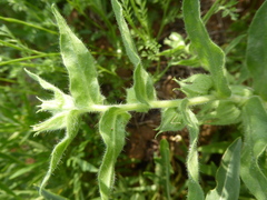 Nonea pallens