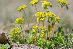 Chrysosplenium pilosum