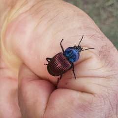 Brachygnathus festivus