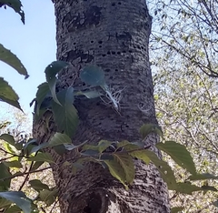 Tillandsia recurvata
