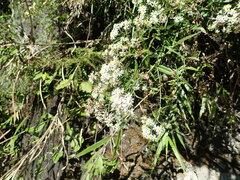 Aster taiwanensis
