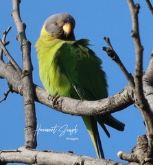 Psittacula cyanocephala