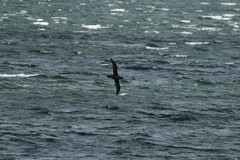 Macronectes giganteus