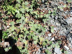 Rubus formosensis