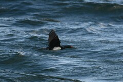 Leucocarbo magellanicus