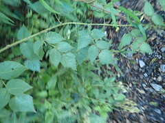 Rubus parviaraliifolius