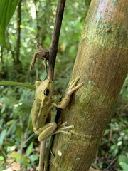 Trachycephalus mesophaeus