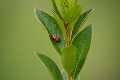 Omophoita sexnotata