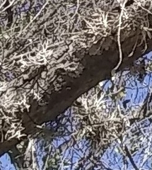 Tillandsia recurvata