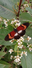 Acraea quadricolor