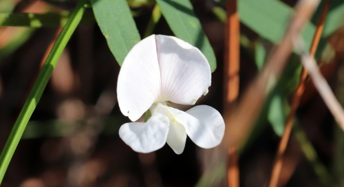 Image of Tephrosia florida by (c) Lauren McLaurin, some rights reserved (CC BY)