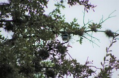 Aphelocoma wollweberi