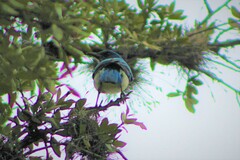 Aphelocoma wollweberi