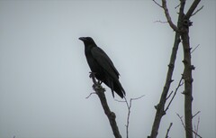 Corvus cryptoleucus