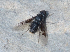 Anthrax trifasciatus