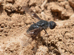 Anthrax trifasciatus