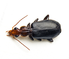 Demetrida longicollis