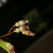 Cavendishia isernii - Photo 由 Marco M. Jiménez 所上傳的 (c) Marco M. Jiménez，保留部份權利CC BY-NC
