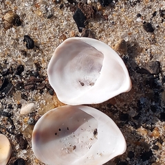 Crepidula convexa
