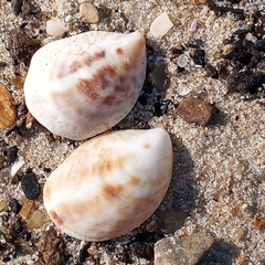 Crepidula convexa