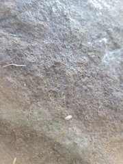 Haplophthalmus danicus