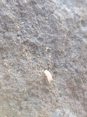 Haplophthalmus danicus