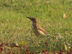Acrocephalus stentoreus